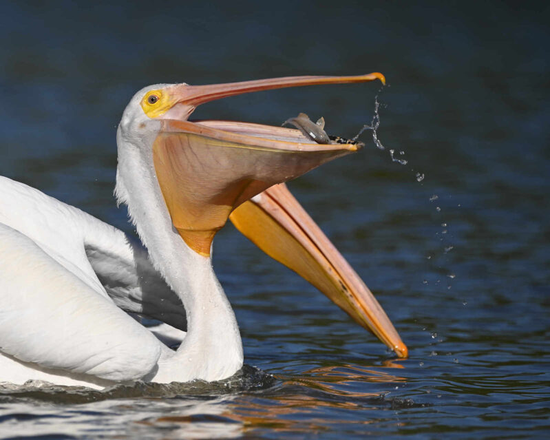 American white pelican eating fish on the water.