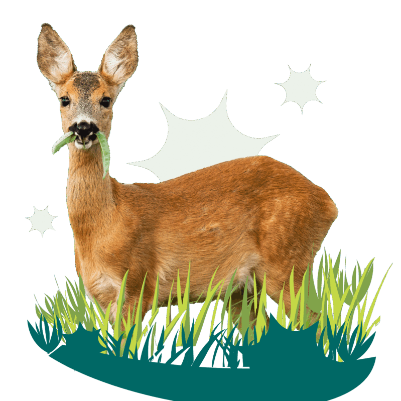 a doe deer eating grass