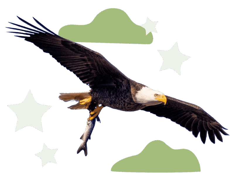 an eagle flying with a fish in its caws