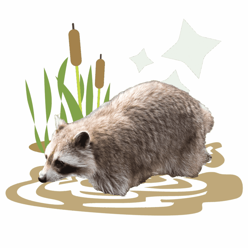 a raccoon walking through water