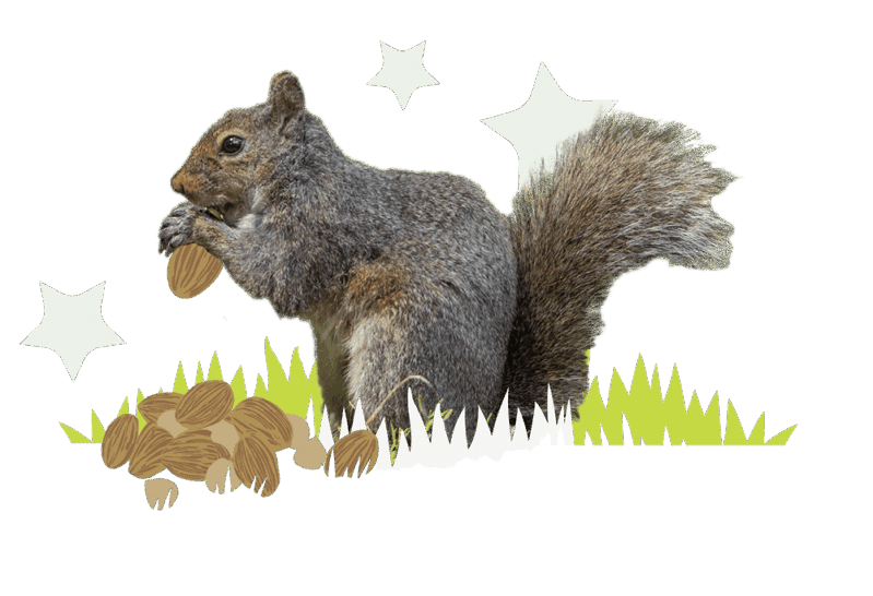 a squirrel eating a walnut above a pile of nuts on grass