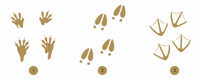 three sets of animal prints