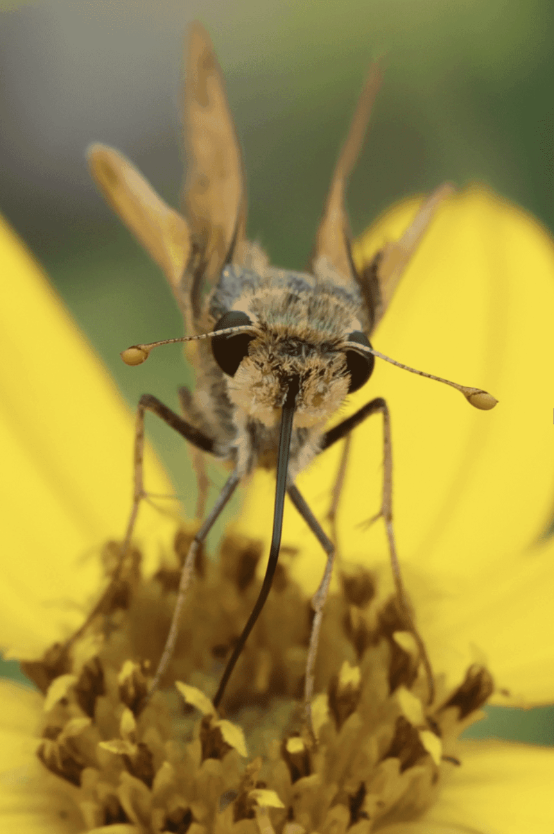 a photo of a butterfly close up sipping nectar