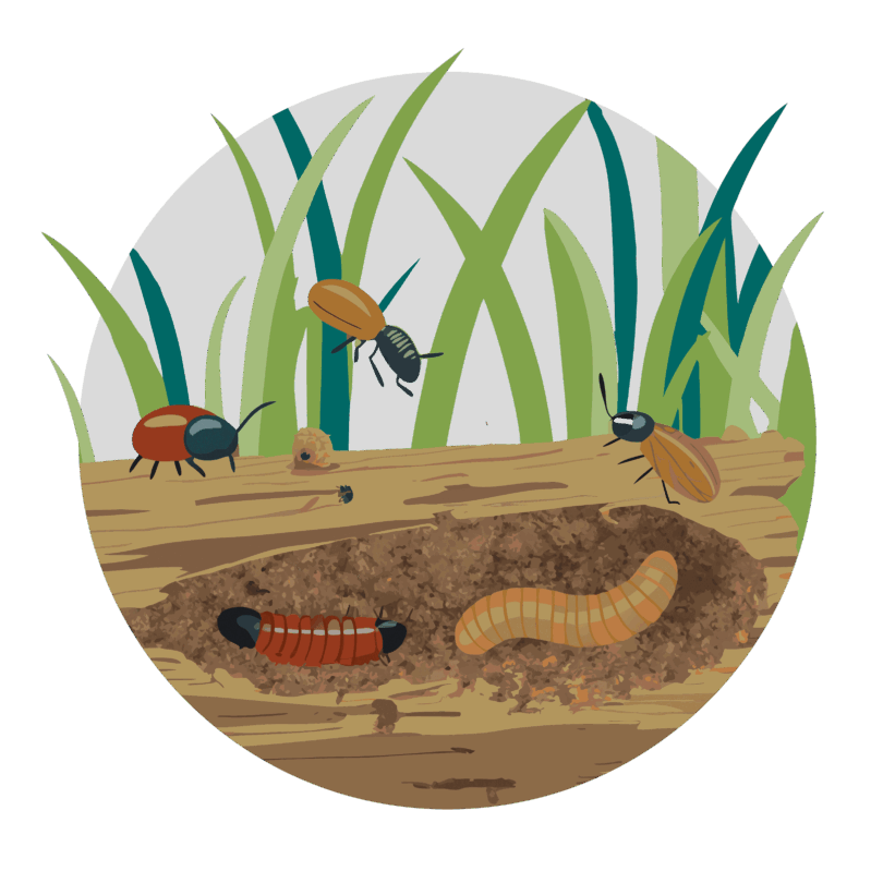 Illustration of bugs tunneling into a rotting log