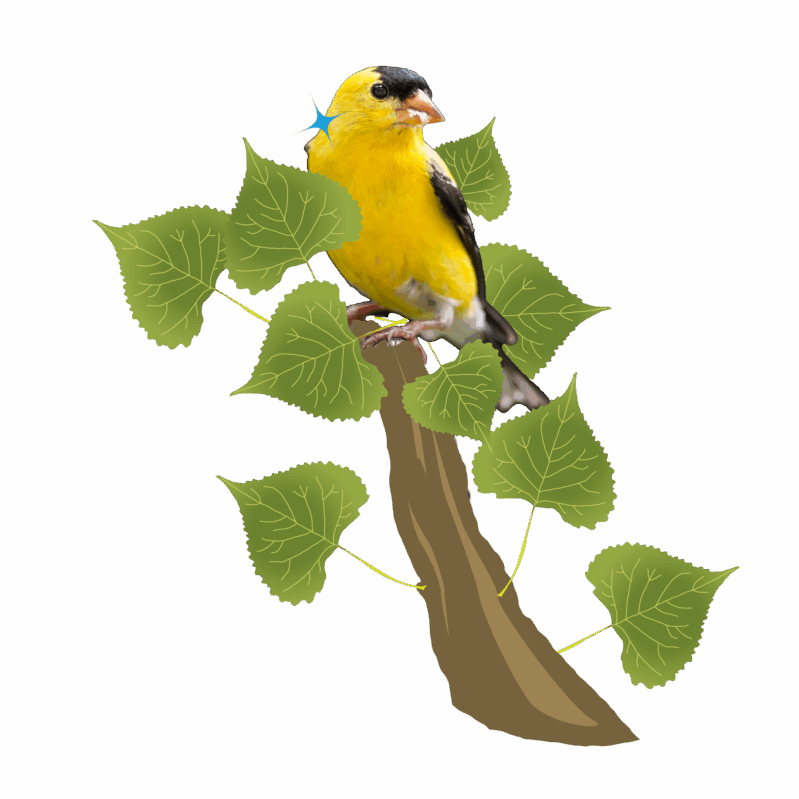 A goldfinch sits in a branch with leaves