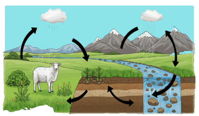 Illustrated diagram showing the water cycle with evaporation, precipitation, runoff, and groundwater flow.