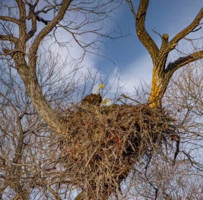 Bald eagle perched in a large stick nest high in a leafless tree against a blue sky.