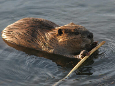 Beaver swimming in calm water while holding and chewing a long wooden branch.