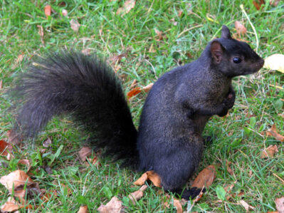 Black squirrel standing upright on grass, holding food with its front paws.