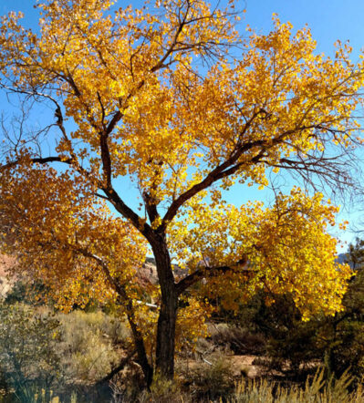 Cottonwood tree with bright yellow autumn leaves standing in a natural landscape.