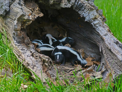 Several young skunks resting together inside a hollow fallen log surrounded by grass.