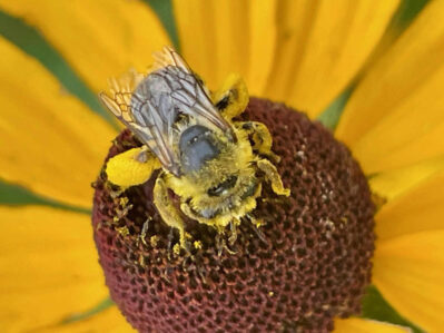 Bumble bee covered in pollen resting on the center of a yellow flower.