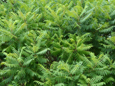Dense green foliage of an invasive plant forming a thick thicket.