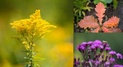Native wildflowers and plants including yellow and purple blooms in a natural setting.