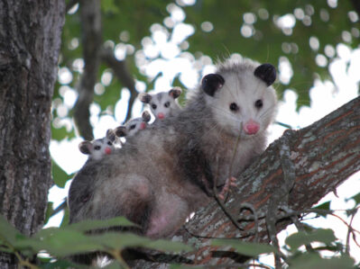 Adult opossum perched on a tree branch with several young riding on its back.