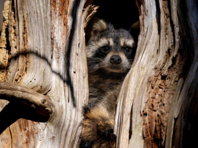 Raccoon peeking out from a hollow opening in a weathered tree trunk.
