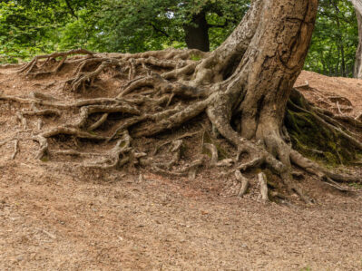 Exposed tree roots gripping soil on an eroded hillside.