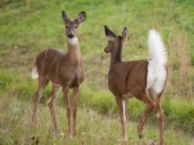 Two white-tailed deer standing in tall grass, one facing forward and one turned away.