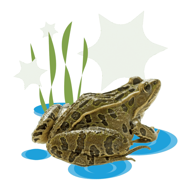 A green and brown frog sits in shallow blue water with reeds behind it, shown in a stylized natural setting.