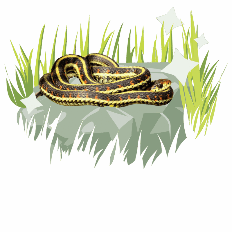 A coiled garter snake lies on a gray rock surrounded by grass in a simplified outdoor scene.
