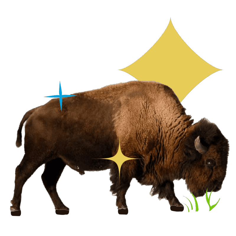 A large brown buffalo stands in profile, grazing on grass, with decorative star shapes in the background.
