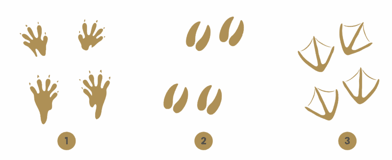 Three sets of animal prints labeled 1, 2 and 3